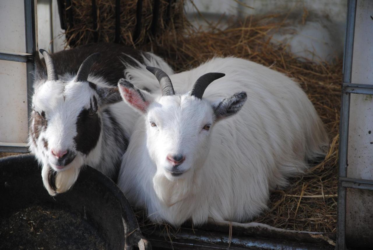 Отель Delny Glamping And Farm Animals Инвергордон Экстерьер фото